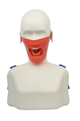 tandheelkundige simulator oefenpop fantoom hoofd tanden tand model opleiding medisch model